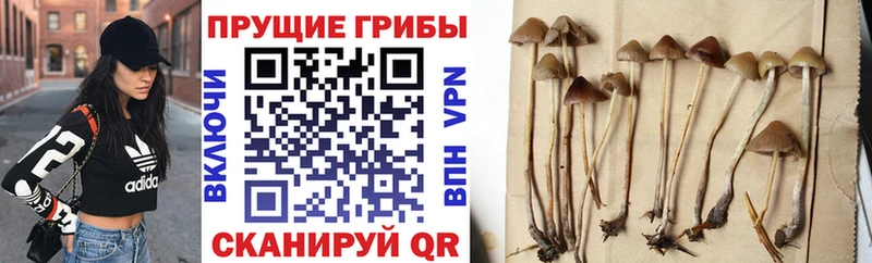 Псилоцибиновые грибы MAGIC MUSHROOMS  Борзя 