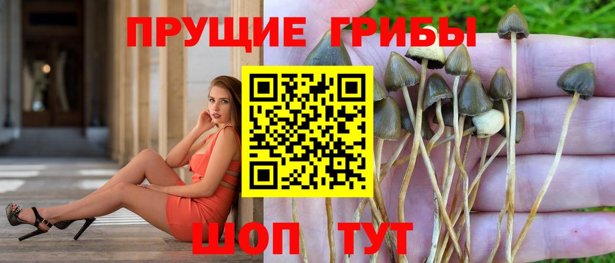 Борзя  Галлюциногенные грибы прущие грибы  Псилоцибиновые грибы Cubensis  Вход с VPN 